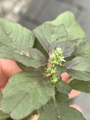 Amaranthus blitum