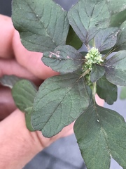 Amaranthus blitum