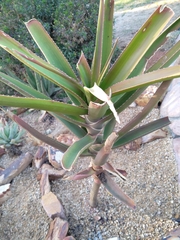 Aloidendron barberae