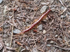 Scolopocryptops spinicaudus