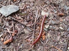 Scolopocryptops spinicaudus