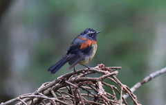 Tarsiger johnstoniae