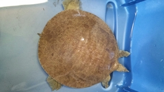 Apalone mutica mutica