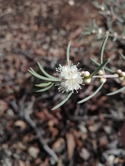 Hypocalymma