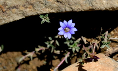 Gentiana arisanensis