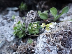 Draba lonchocarpa
