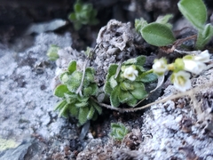 Draba lonchocarpa