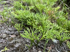 Lycopodium yueshanense