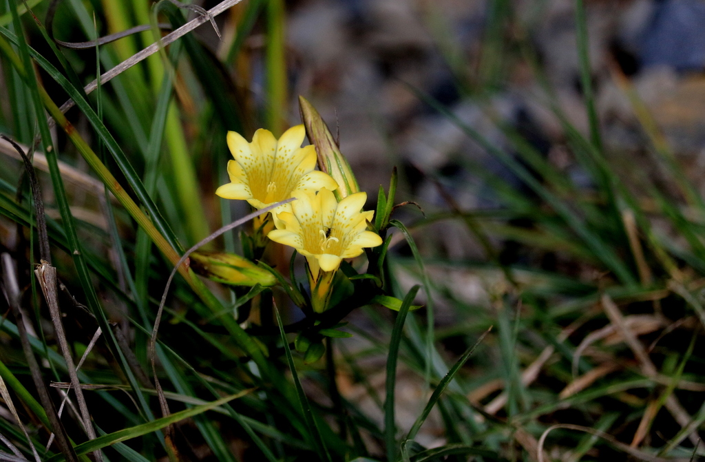 Gentiana itzershanensis