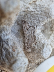 Peribatodes perversaria