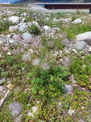 Pulsatilla ambigua