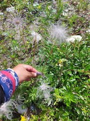 Pulsatilla ambigua
