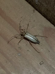 Centrodera