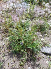Pulsatilla ambigua