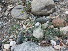 Astragalus versicolor