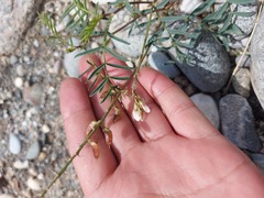 Astragalus versicolor