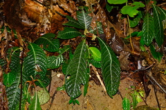 Hoffmannia