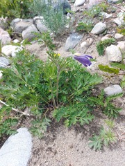 Pulsatilla ambigua