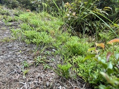 Lycopodium yueshanense