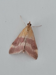 Pyrausta tithonialis
