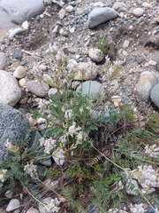 Oxytropis baicalia