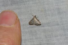 Criophthona trileuca