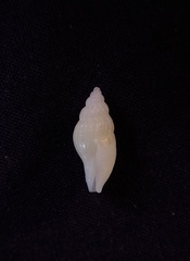 Antiguraleus kingensis