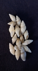 Antiguraleus kingensis