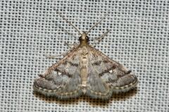 Criophthona trileuca