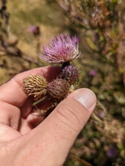 Cirsium hydrophilum hydrophilum