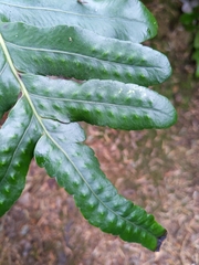 Polypodium scouleri image