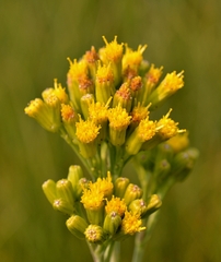 Senecio hydrophilus