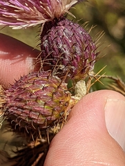 Cirsium hydrophilum hydrophilum