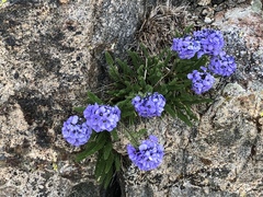 Polemonium eximium
