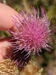 Cirsium hydrophilum hydrophilum