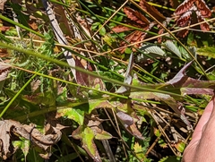 Cirsium hydrophilum hydrophilum