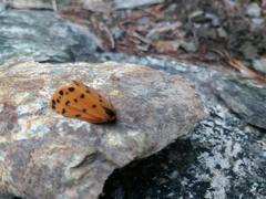 Setina irrorella