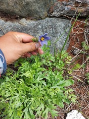 Pulsatilla ambigua