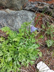 Pulsatilla ambigua