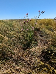 Cirsium hydrophilum hydrophilum