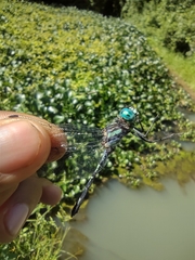 Micrathyria paulsoni