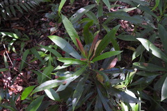 Elaeocarpus decipiens