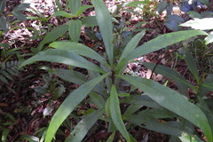 Elaeocarpus decipiens