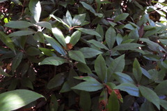 Ardisia villosa