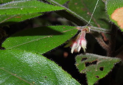 Ardisia villosa