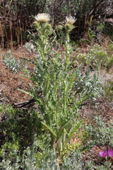 Cirsium cymosum