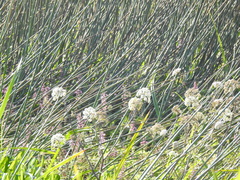 Cicuta maculata bolanderi