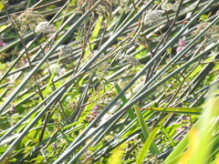 Cicuta maculata bolanderi