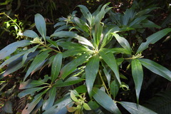 Schima superba kankaoensis