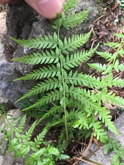 Athyriaceae